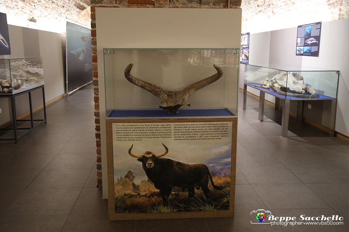 VBS_9178 - Museo Paleontologico - Asti.jpg